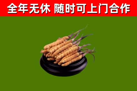 伊犁烟酒回收冬虫夏草.jpg